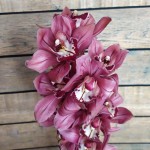 Орхидеи (11)
